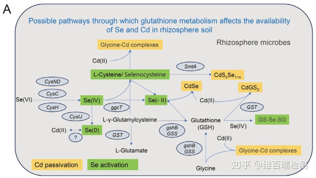 植物硒检测包:总硒+有机硒+无机硒与硒代氨基酸精准定量 - 知乎
