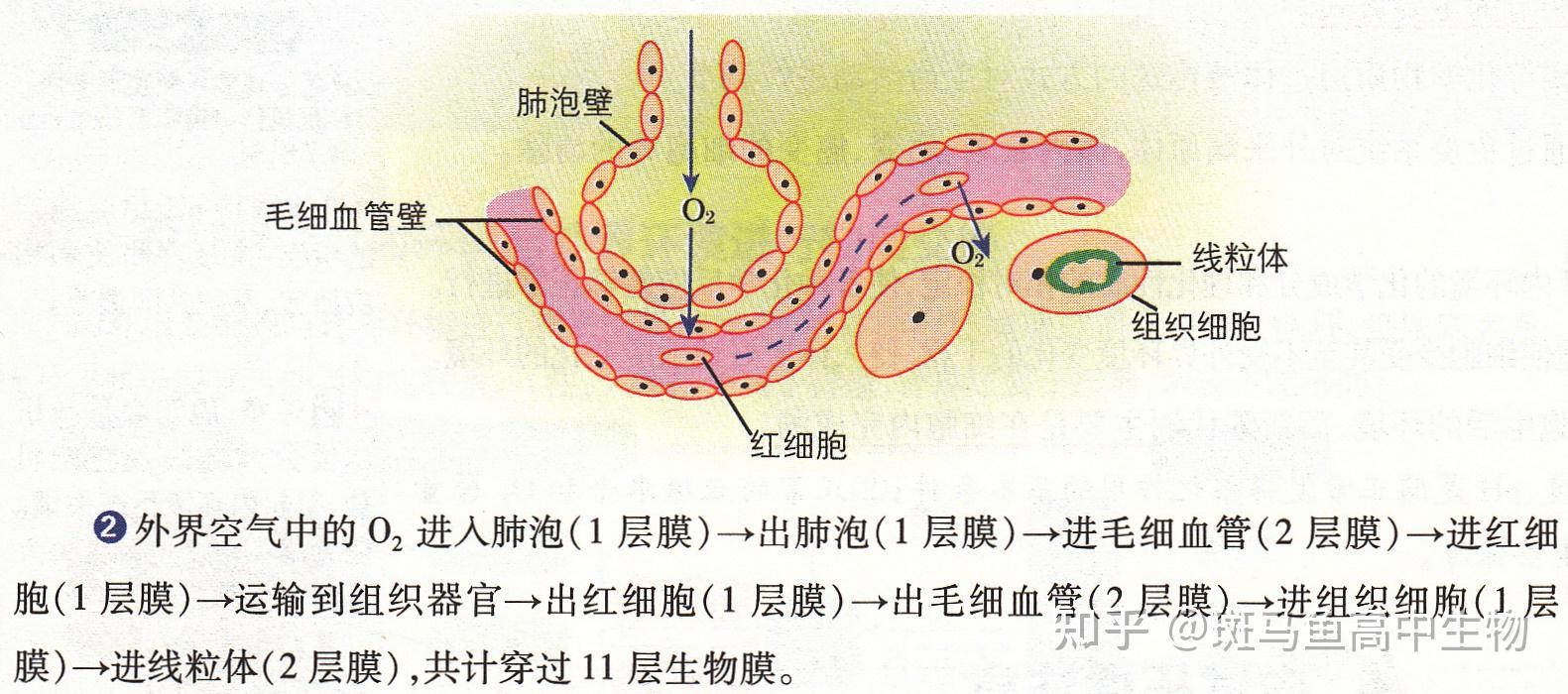 肺泡中的氧气进入组织细胞参与有氧呼吸