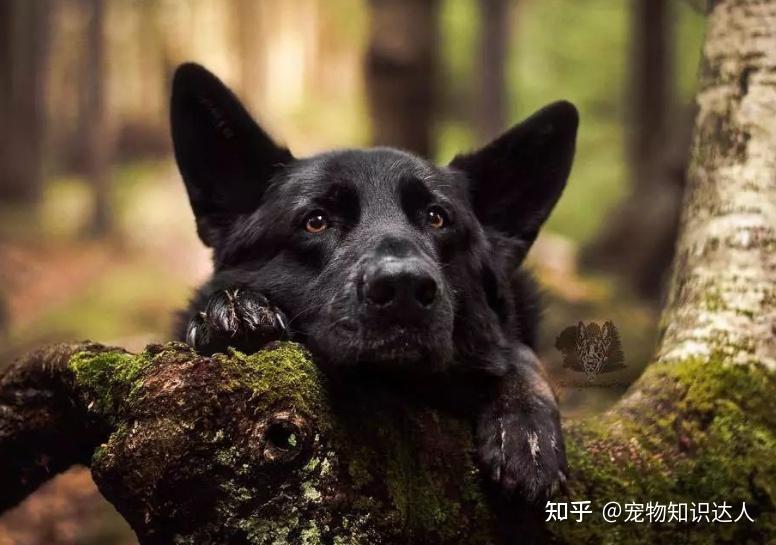 狗为啥会有阴阳眼 v2-faa25268a8fc2f121ed7c2f270cd27aa_r.jpg