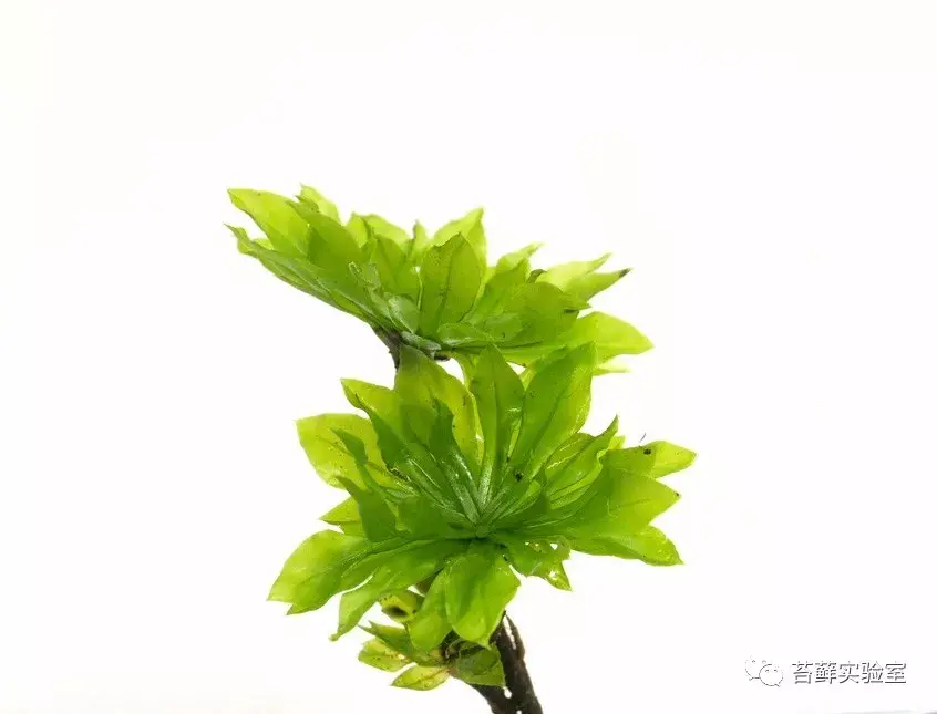 暖地大叶藓rhodobryumgiganteum