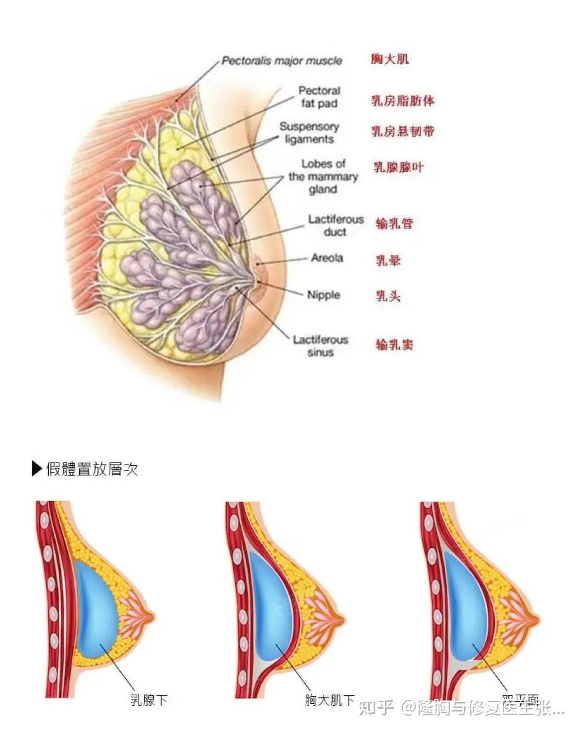 乳腺头尾位图片图片