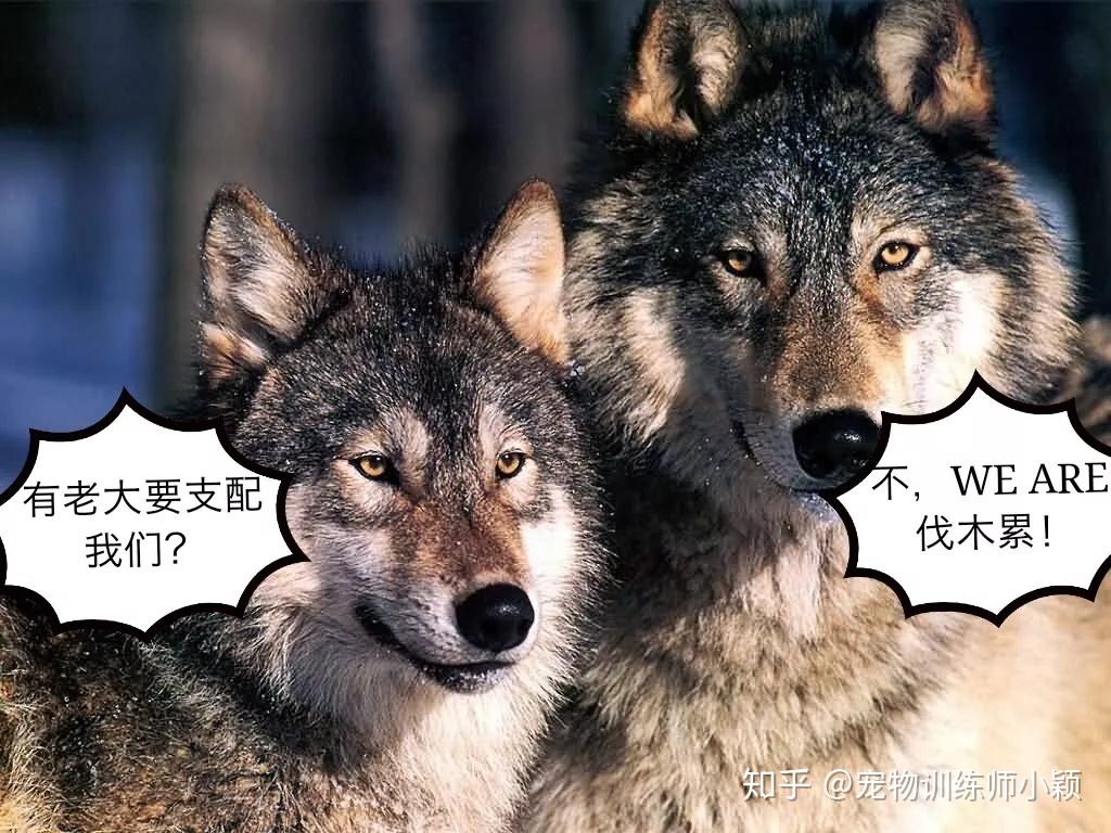 阿尔法狼的错| 听了这么多年的狗老大居然是错的？！ - 知乎