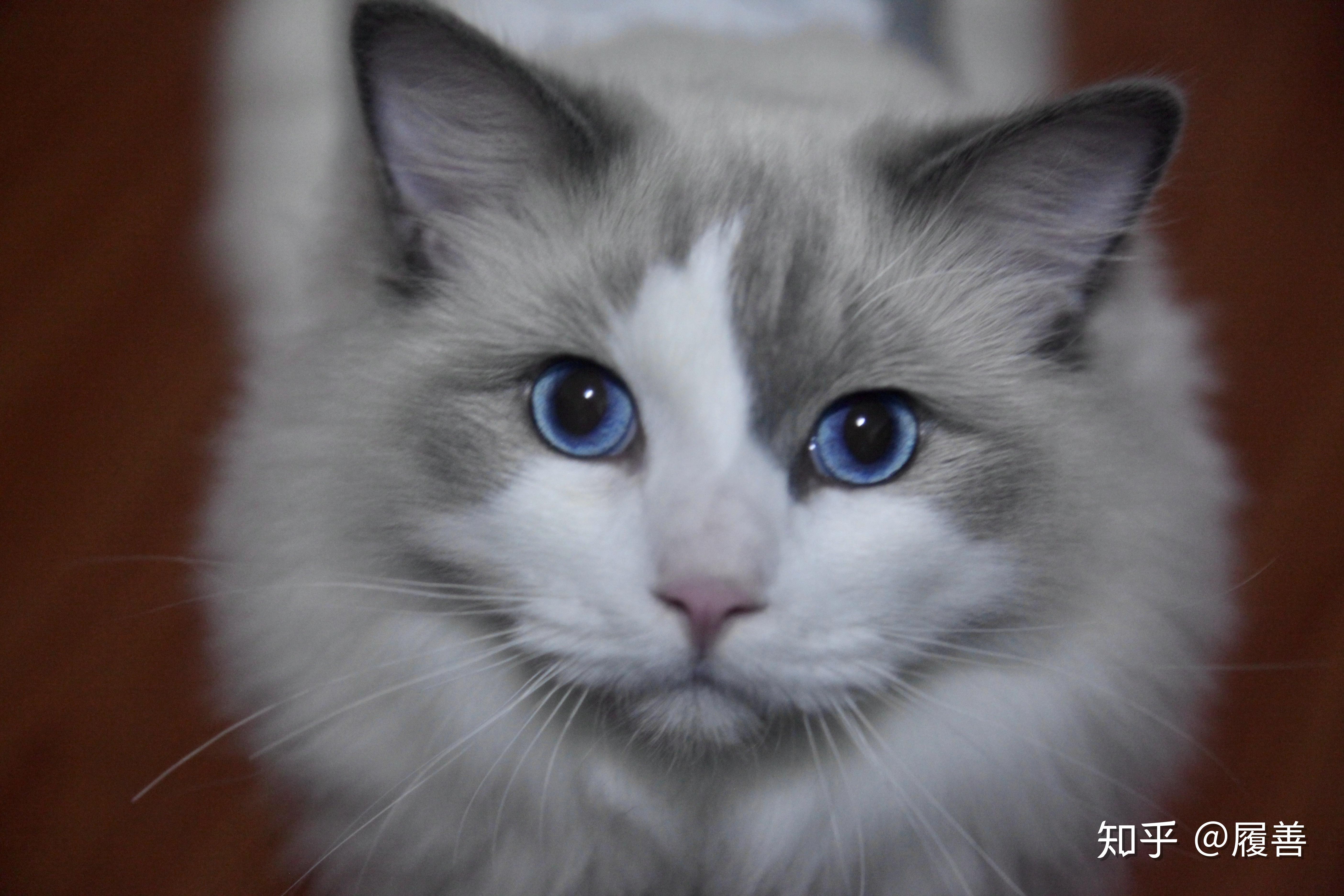 可以让我看看你家超过10斤的布偶猫长啥样行吗?