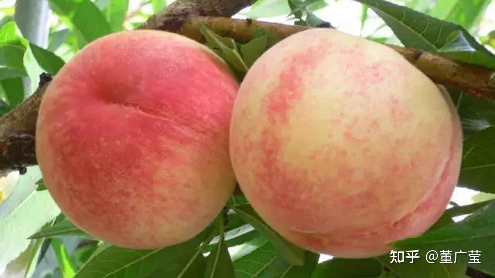 中国桃子大全盘点24个省121种桃子还有一种叫桃不是桃哪几个省份没有