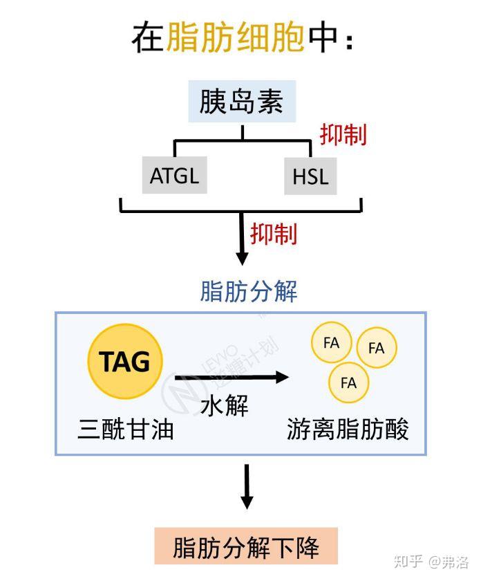 胰岛素与脂肪生成机制的关系