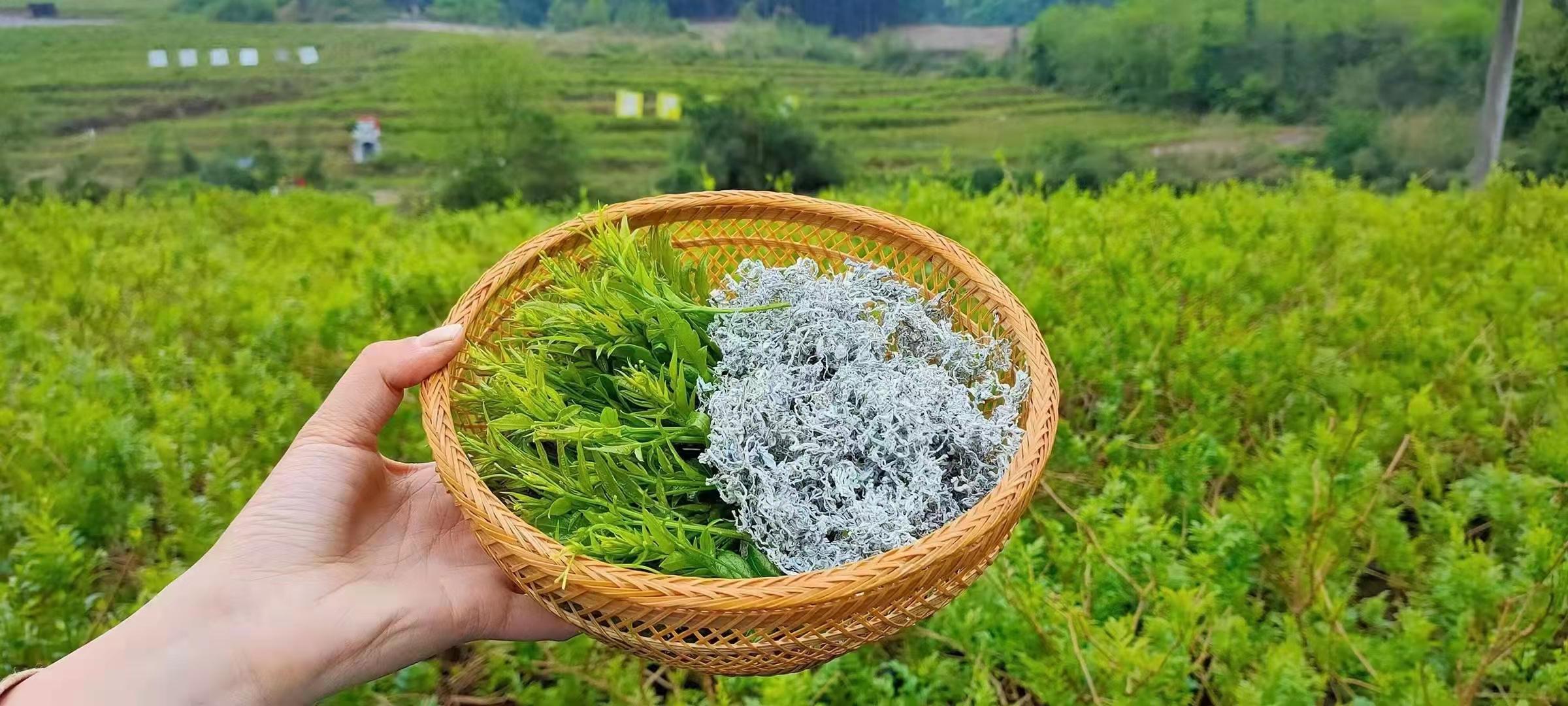 张家界野生莓茶-茶农直销(购买指南) - 知乎