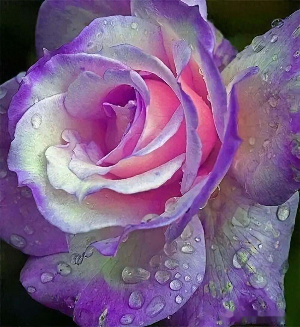 孙雯静：智商测试如何被滥用及纠偏——《人类的误测》读后感- 知乎