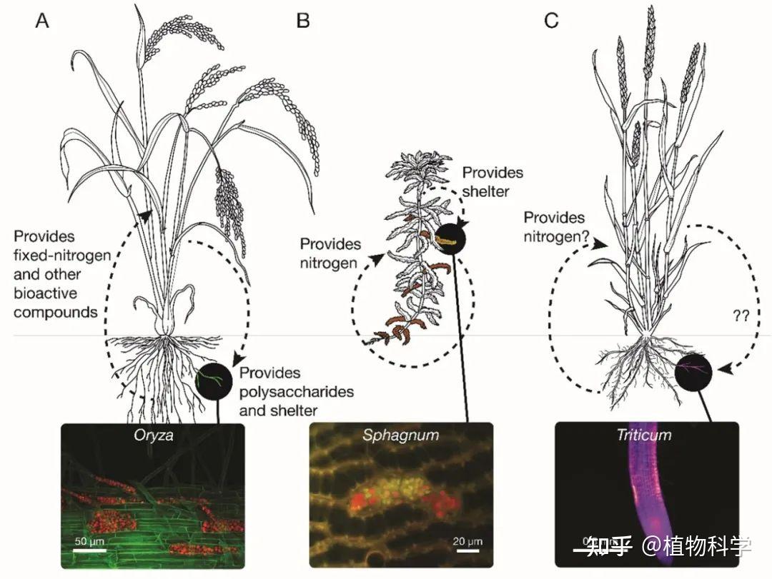植物-微生物互作:术语“Symbiosis”含义的演变 - 知乎