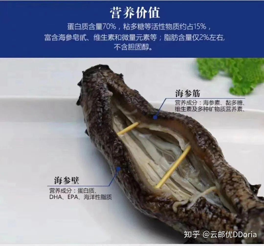 海参的英文名字很可爱,叫sea cucumber,翻译一下就是——海黄瓜!