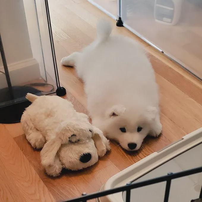 小时候喜欢飞机趴的金毛长大后太萌了哈哈哈