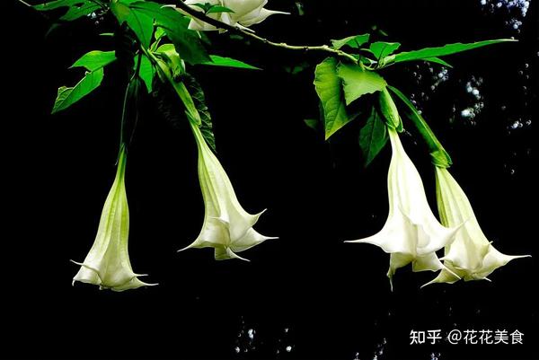 【曼陀罗】天使的号角,美貌之下却是世界上最毒的花草之一 - 知乎