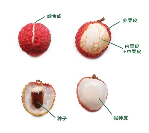 明明开了很多花,为啥今年荔枝这么贵? - 知乎