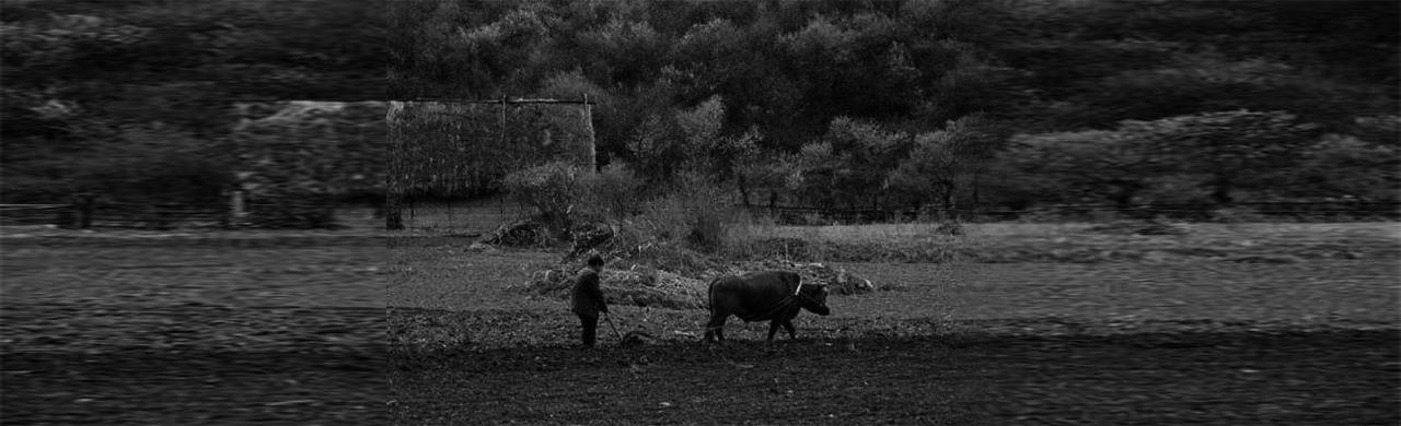 抄录足迹 黄昏下的牛 知乎