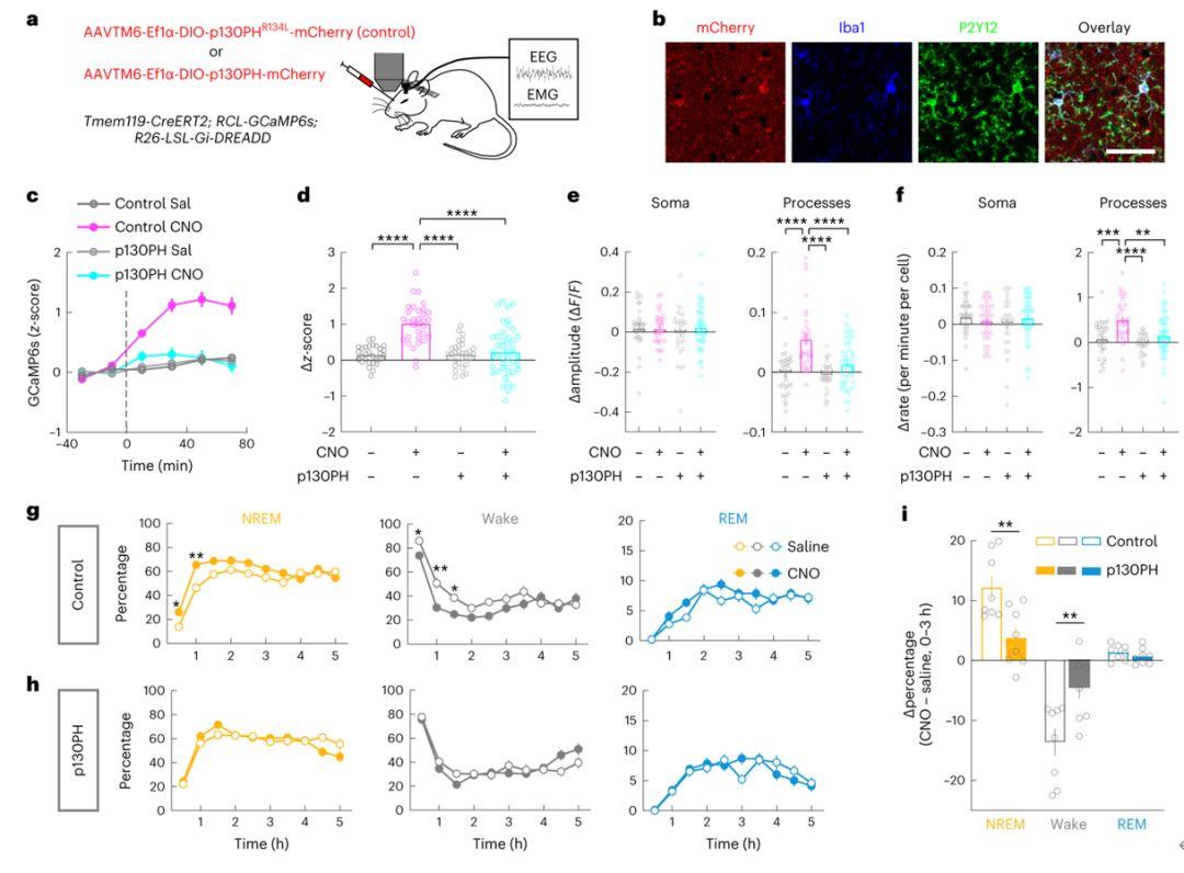 Nat Neurosci:加州大学丹扬团队报道小胶质细胞调节睡眠的新机制 - 知乎