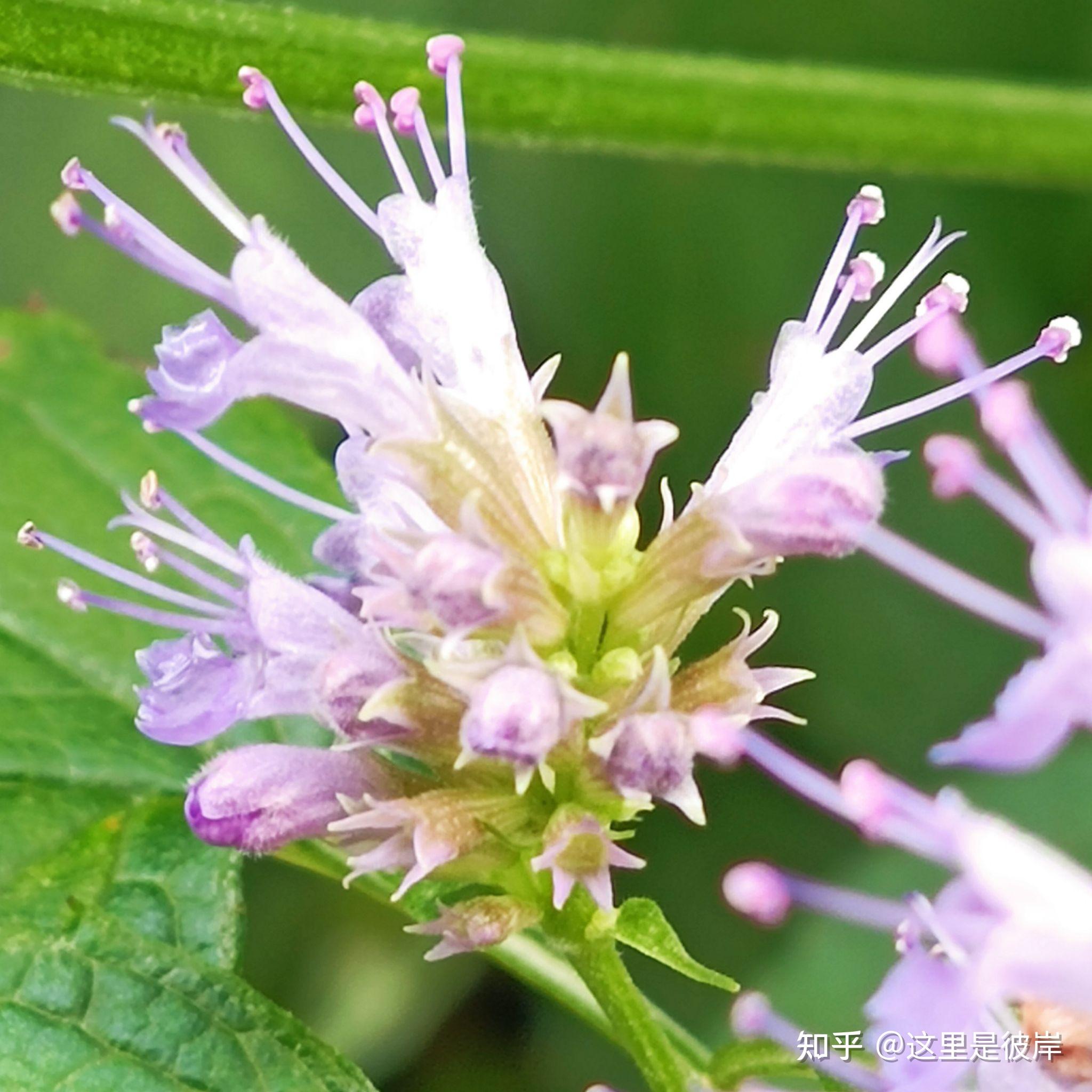 盛开在夏季的茴藿香花 - 知乎