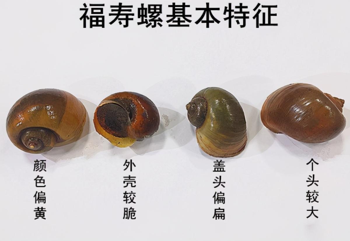 据医生介绍,这种寄生虫的最终宿主是老鼠,中间宿主包括褐云玛瑙螺