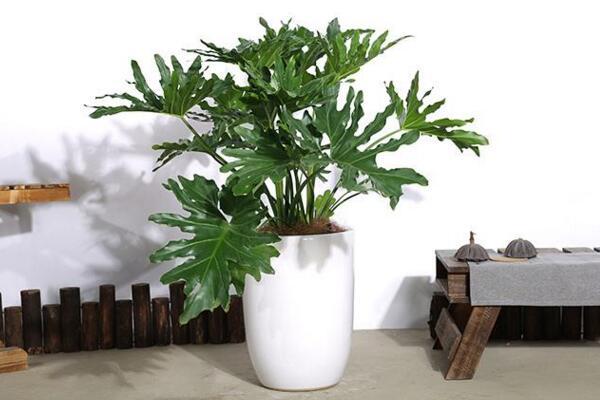 适合室内养的春羽