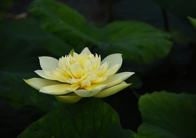 传说中的金荷花有见过的么