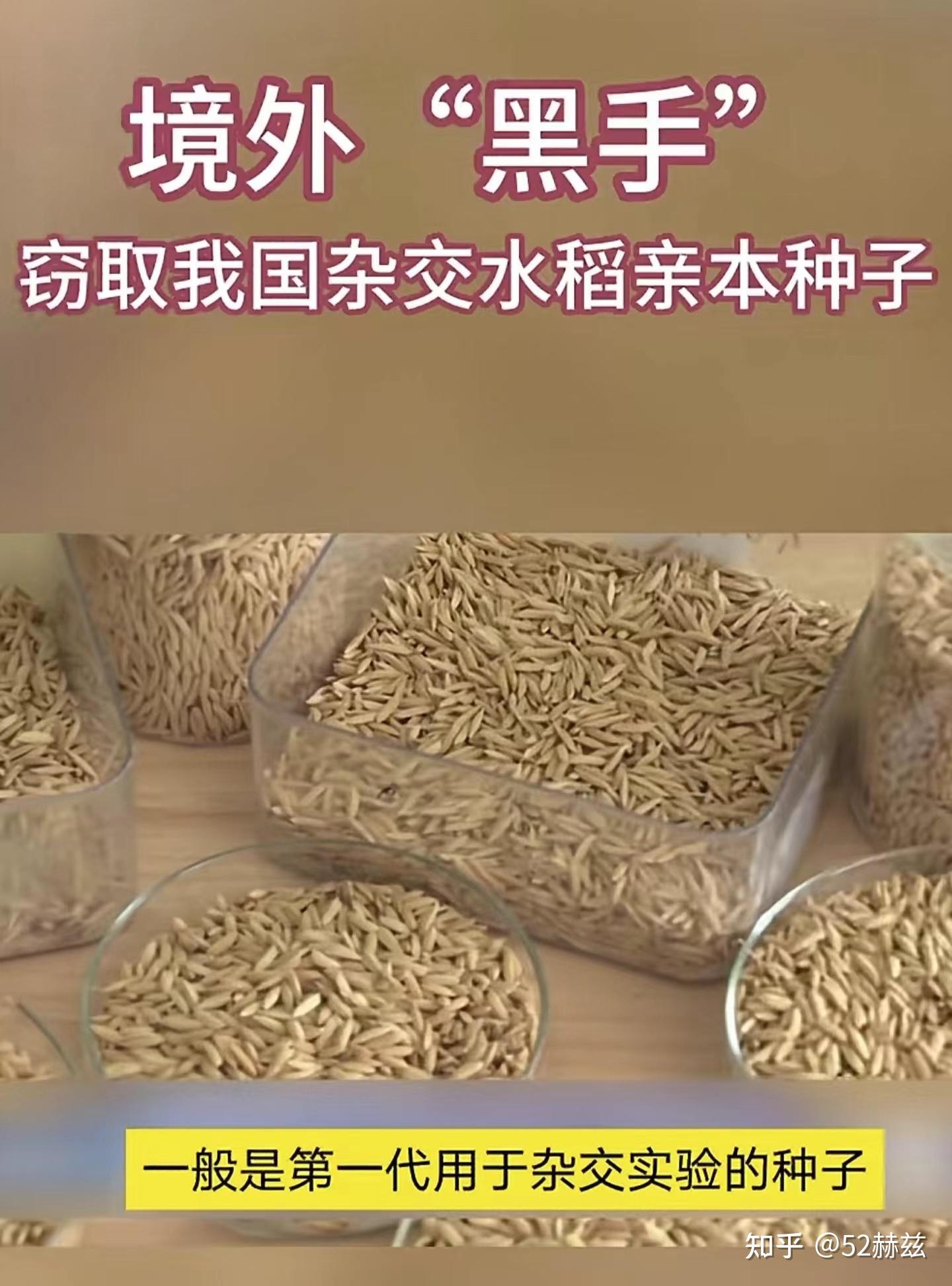间谍盗窃杂交水稻亲本种子判刑1年6个月和转基因引进形成对比