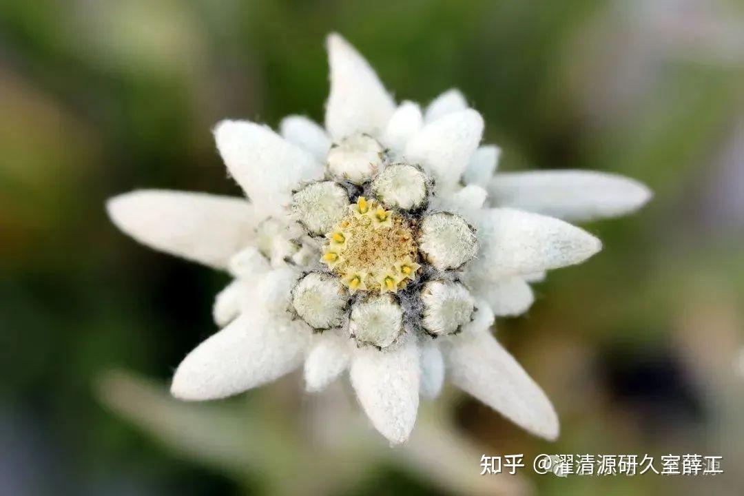 【成分大揭秘】永生之花高山火绒草提取物 - 知乎
