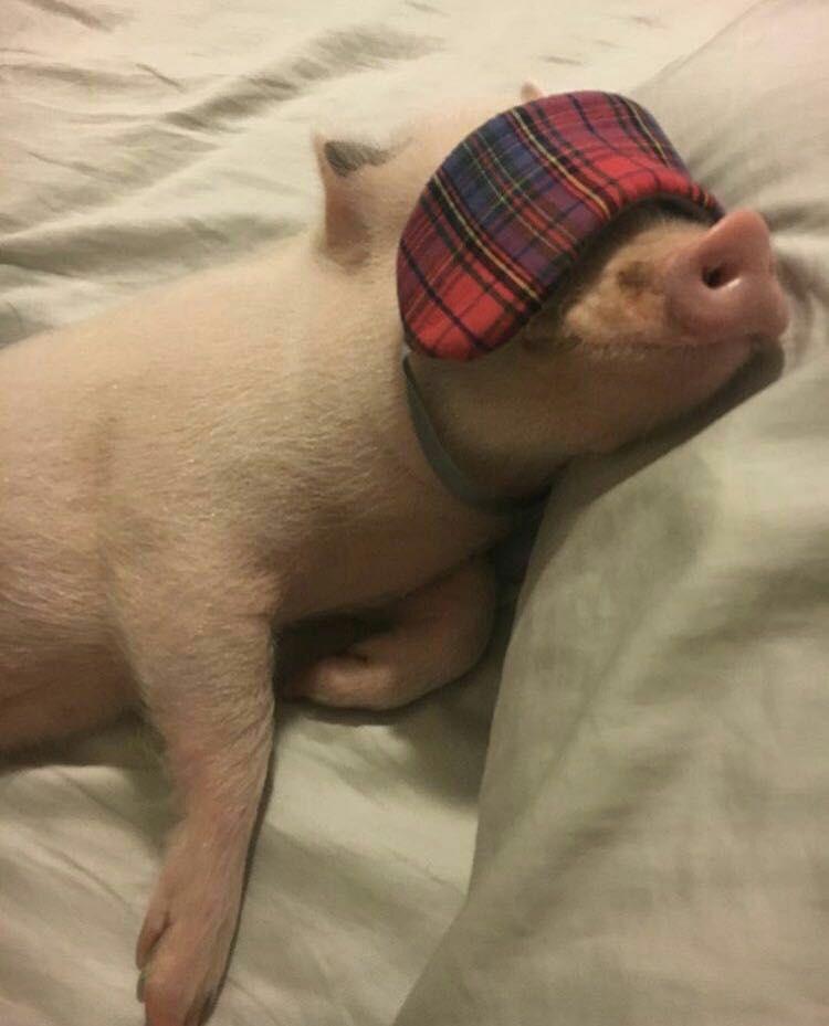 有哪些猪的搞笑图片或者表情包