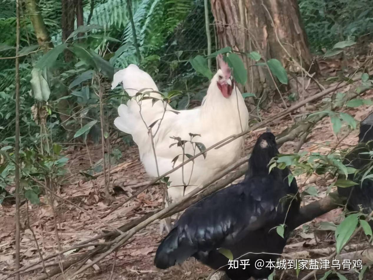 不是所有的鸡都叫盐津乌骨鸡 - 知乎
