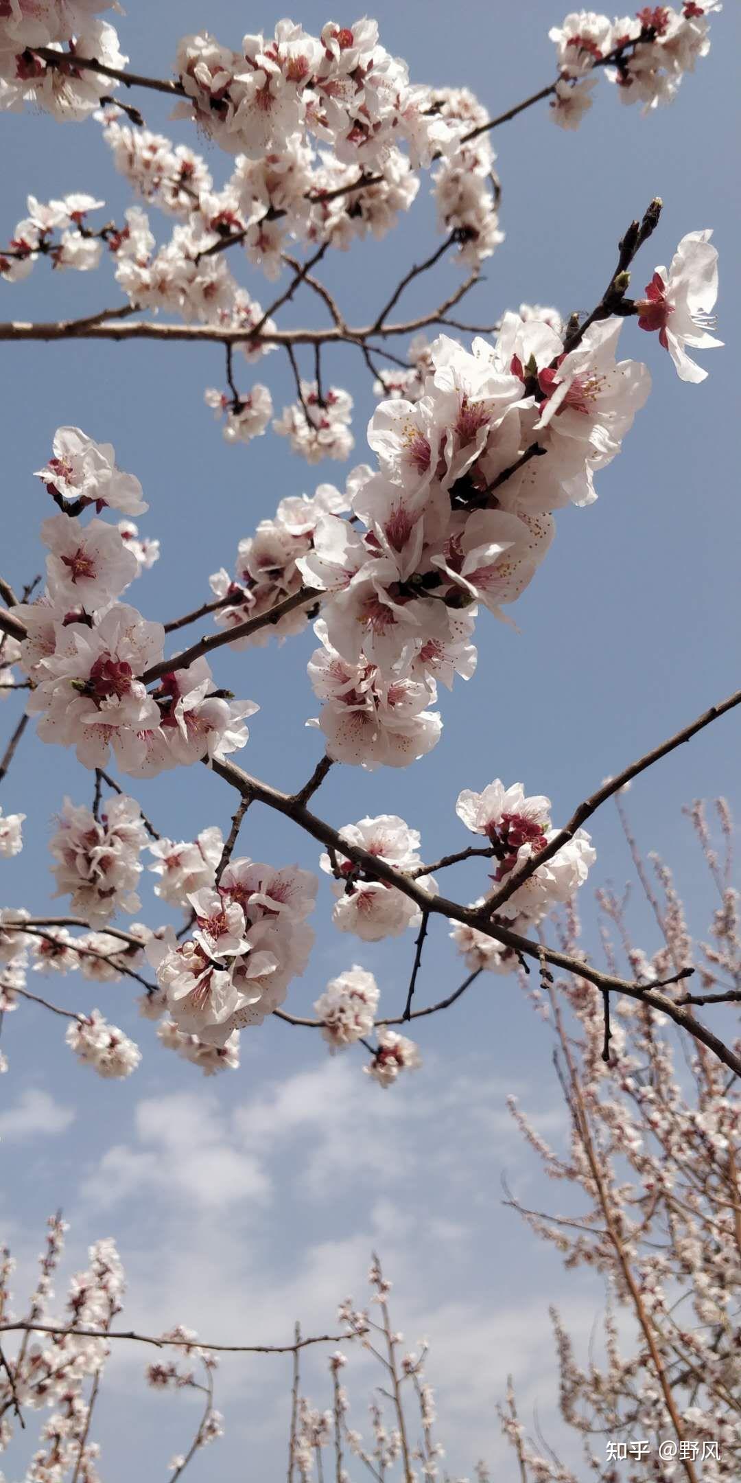 而一百公里之外的吐魯番托克遜,已是春天的景色,杏花綻放,花的海洋,美