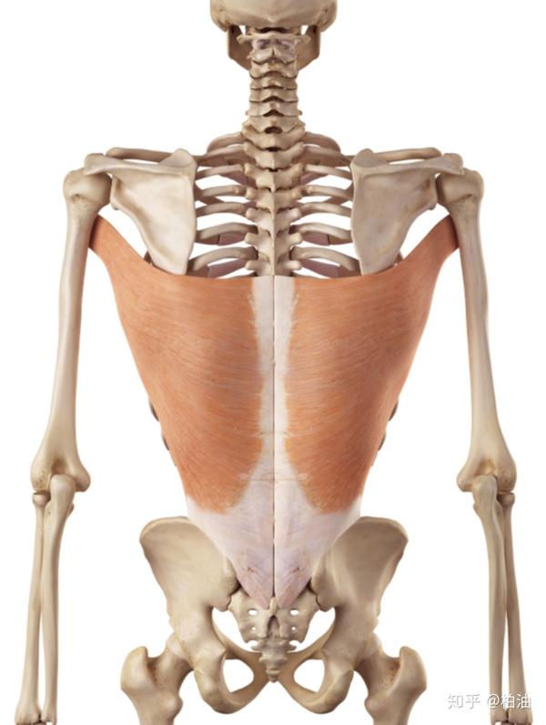 1,了解背阔肌