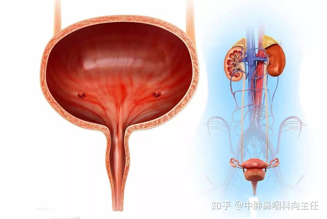 关于膀胱癌，应该知道的都在这 知乎 2340