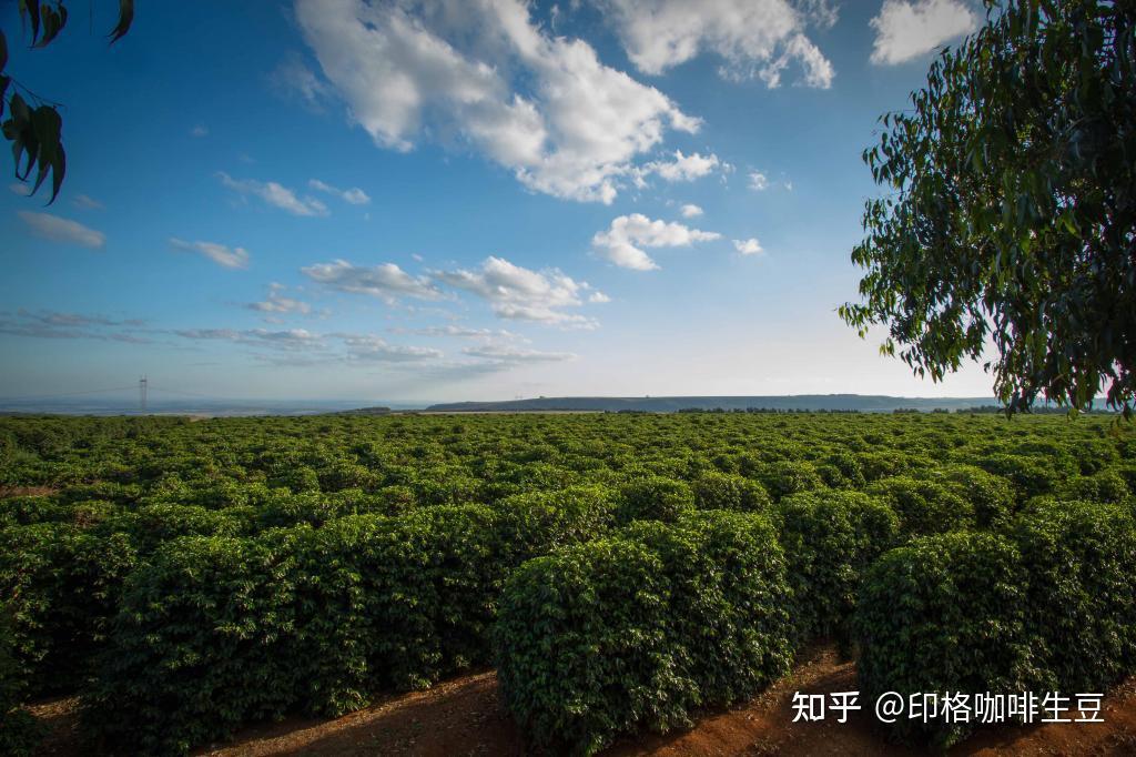 4月巴西圣野庄园微批次哥伦低因上新