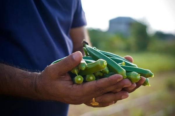 Green Fingers green-fingers