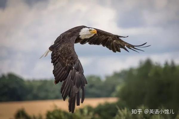 习语系列第177期 从feather One S Nest 谈羽毛 知乎