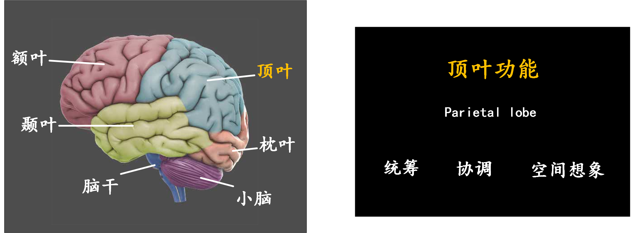 脑科学:现代人的一门重要必修课 - 知乎