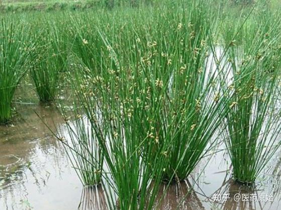 带你识别灯心草