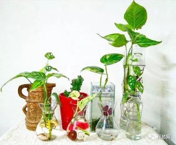 干货 在家就可以diy的水培盆栽 明亮动人好养护 知乎