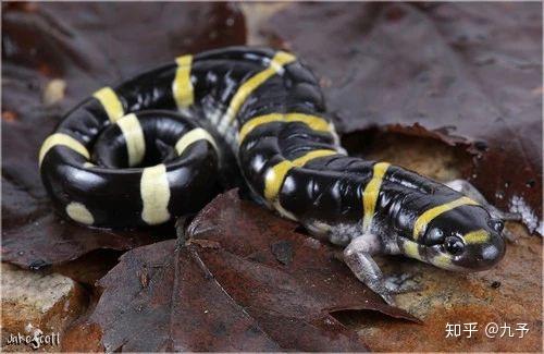 环纹蝾螈处在森林食物链的重要位置不善交际的软萌四脚蛇