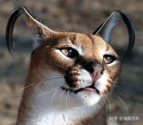 世界上最凶猛的猫——狞猫 - 知乎