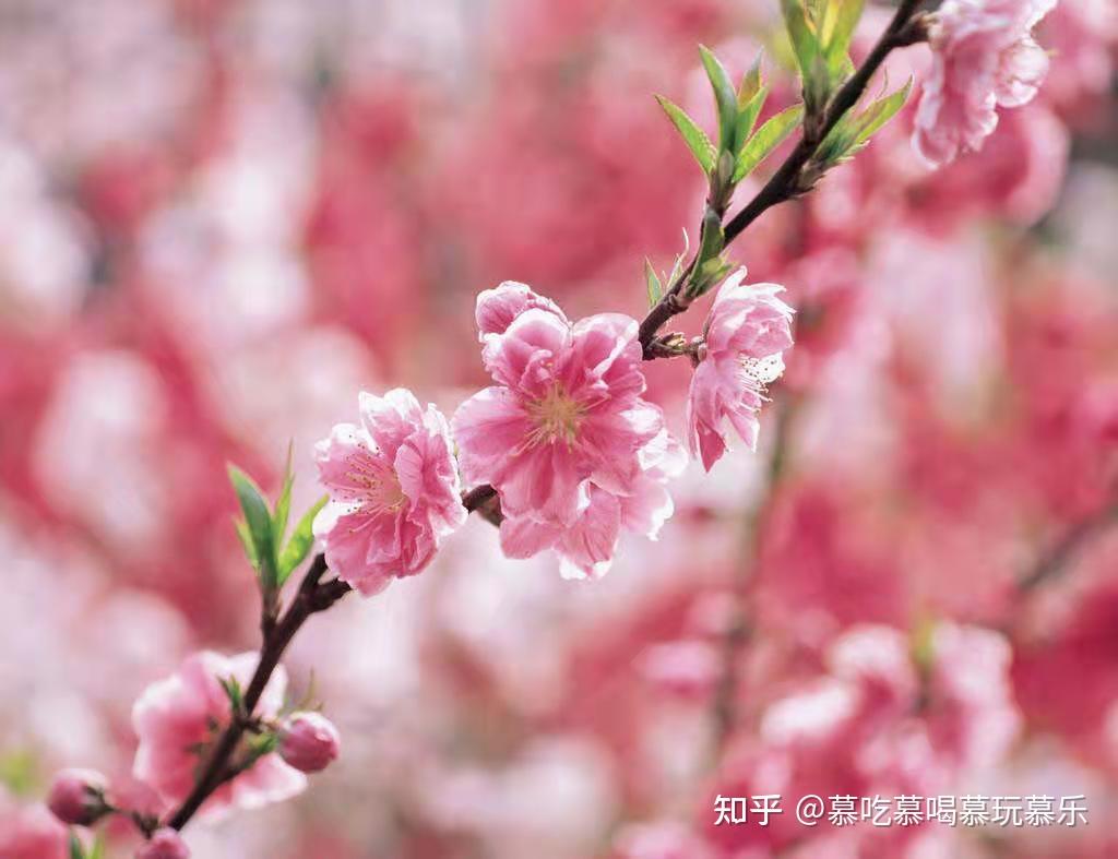 鳥雀爭棲蜂飛蝶舞盤點那些關於桃花的文案