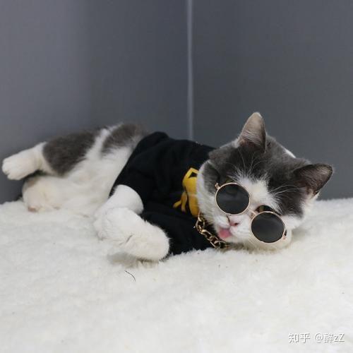 求带眼镜的猫咪头像?像这张图一样?