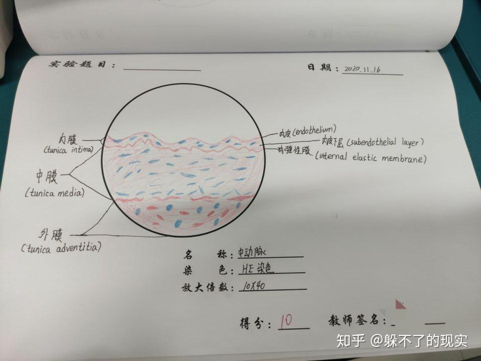 我的组胚红蓝铅笔绘图