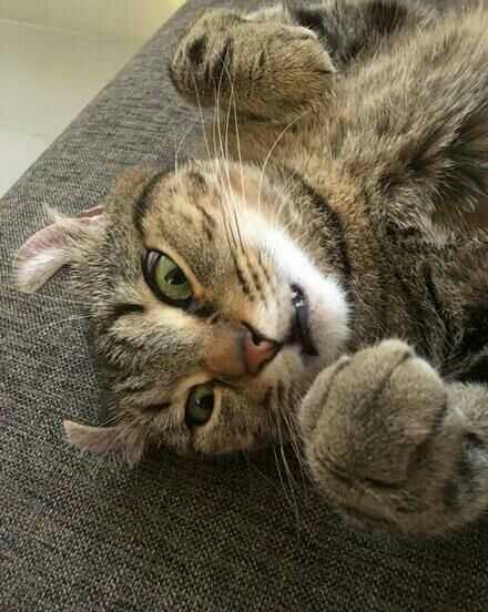 自己养的猫做的哪些表情包让你觉得最为惊艳?