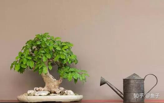 养活盆栽花卉关键步骤 定根水 知乎