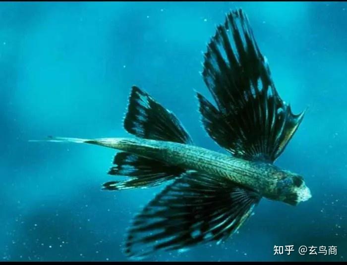 山海經之泰器之山文鰩魚