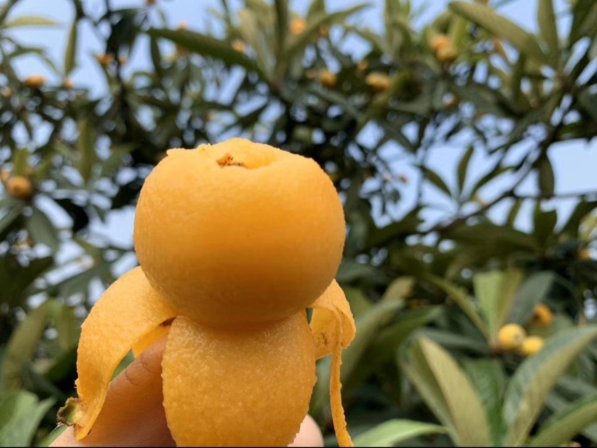 苏州西山岛的枇杷进入高光时刻鲜甜爆汁来晚了就没有了