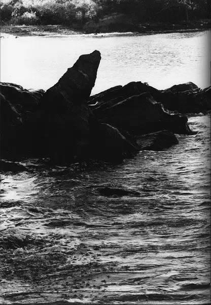 世界上没有表情悲伤的猫丨中平卓马- 知乎