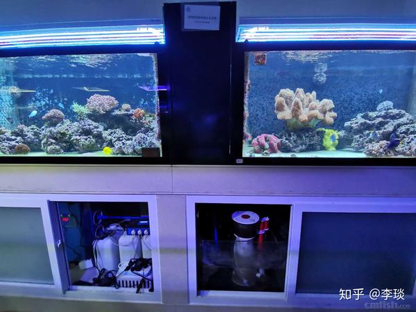 来道思考题吧 为什么水质一样的缸长的藻却不一样呢 知乎