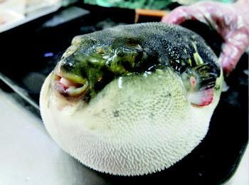 不知道怎么吃河豚鱼 那就看过来吧 知乎