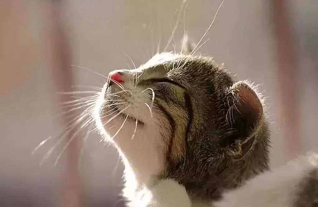 《村上春树·猫》: 撒娇是猫和女人的特权