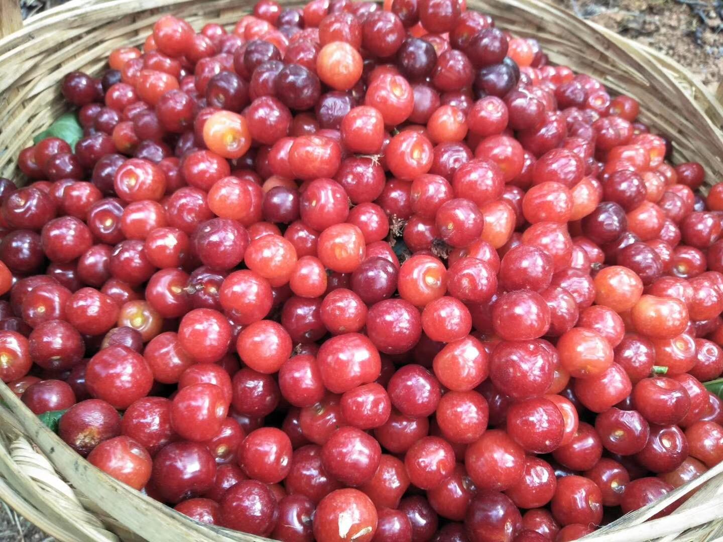 四川德昌有机樱桃