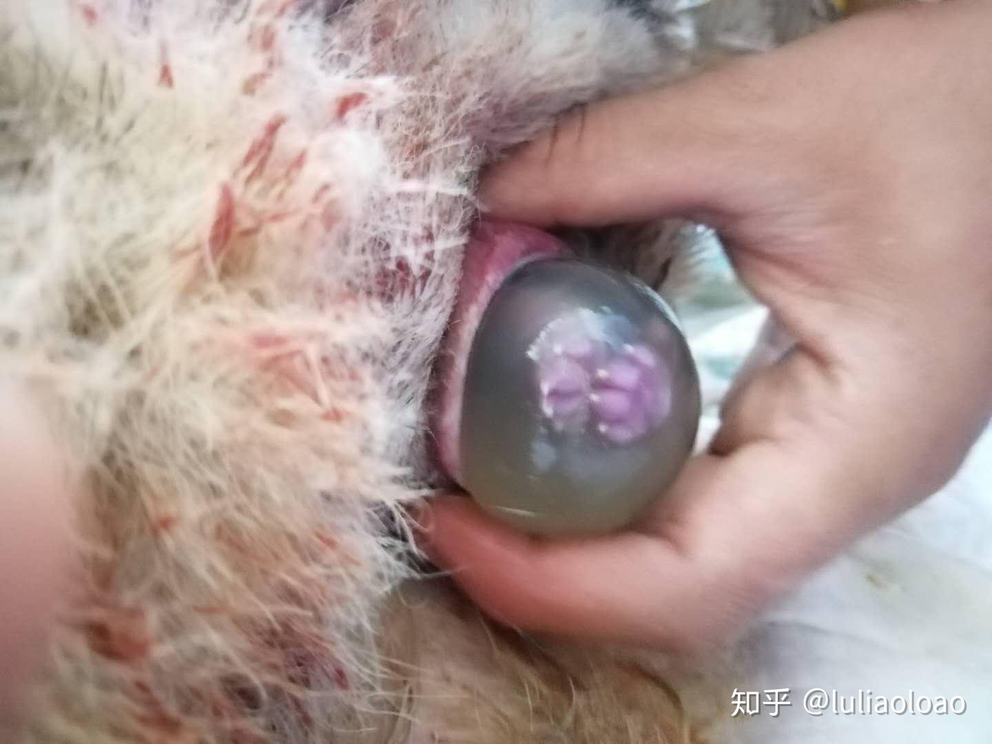 柯基丁丁妞生产日记